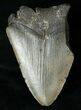 Partial Fossil Megalodon Tooth #17252-2